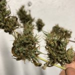 IMG_7824.jpeg