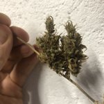 IMG_8584.jpeg