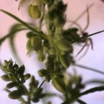 IMG_7125.jpeg