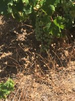 IMG_3820.jpeg