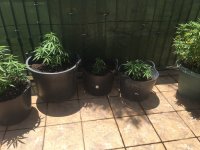 IMG_3815.jpeg IMG_3815.jpeg