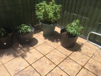 IMG_3816.jpeg IMG_3816.jpeg