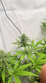 IMG_4429.jpeg