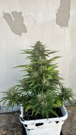 IMG_4440.jpeg