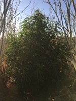 IMG_3896.JPG