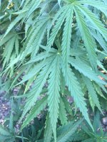 IMG_3889.JPG