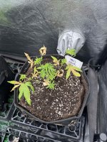 IMG_1155.jpeg