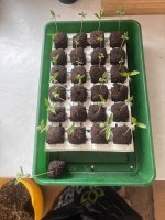 IMG_3191.jpeg IMG_3191.jpeg