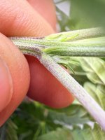 1preflower.JPG
