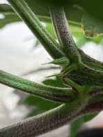 2preflower.JPG