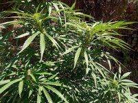 AMSxOG buds.jpg AMSxOG buds.jpg