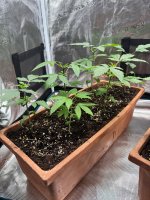BlueBerry14.JPG BlueBerry14.JPG