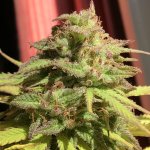 IMG_1408.jpeg