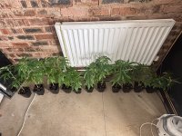 IMG_3335.jpeg IMG_3335.jpeg