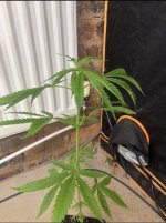 IMG_3345.jpeg IMG_3345.jpeg
