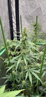 IMG_1194.jpeg