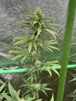 IMG_1193.jpeg