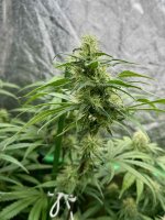 IMG_1205.jpeg