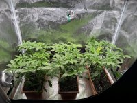 BlueBerry27.JPG BlueBerry27.JPG