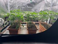 BlueBerry28.JPG BlueBerry28.JPG