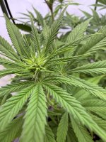 2-2.JPG 2-2.JPG