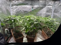 BlueBerry31.JPG BlueBerry31.JPG