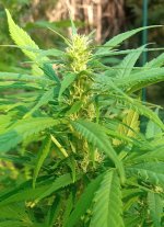 BW bud.jpg BW bud.jpg