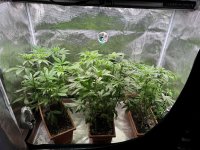 BlueBerry35.JPG BlueBerry35.JPG
