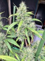 IMG_1238.jpeg