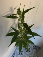 IMG_2349.jpeg