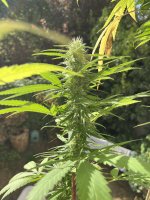 IMG_2412.jpeg