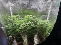 BlueBerry40.JPG