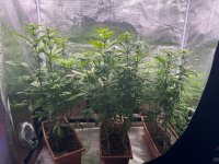 BlueBerry41.JPG