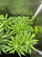 BlueBerry44.JPG