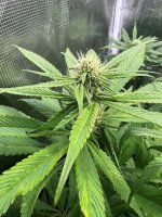 BlueBerry45.JPG