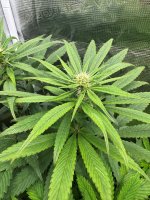 BlueBerry46.JPG