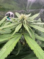 BlueBerry47.JPG