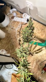 IMG_4805.jpeg