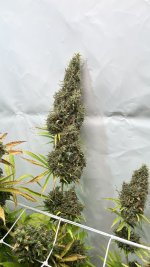 IMG_4863.jpeg