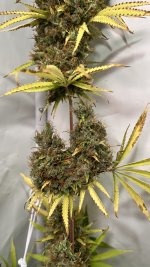 IMG_4867.jpeg