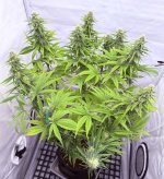 plant.JPG