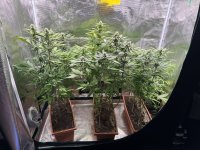 BlueBerry49.JPG BlueBerry49.JPG