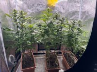 BlueBerry50.JPG BlueBerry50.JPG