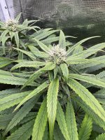 BlueBerry51.JPG BlueBerry51.JPG