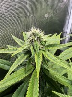 BlueBerry54.JPG BlueBerry54.JPG