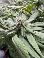 BlueBerry55.JPG BlueBerry55.JPG