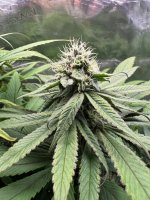 BlueBerry57.JPG BlueBerry57.JPG