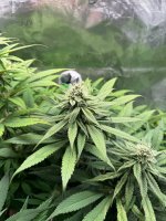 BlueBerry58.JPG BlueBerry58.JPG