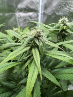 BlueBerry59.JPG BlueBerry59.JPG