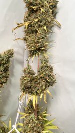 IMG_4904.jpeg